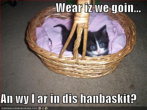 funny-pictures-kitten-handbasket1.jpg