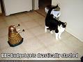 funny-pictures-cat-dr-who-bbc-budget