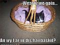 funny-pictures-kitten-handbasket1